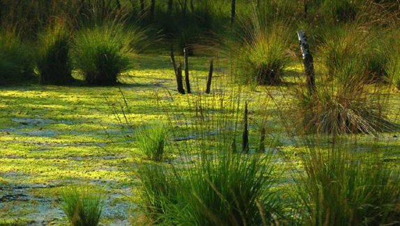 RAMSAR KONVENSIYASI – 53 YILDAN BUYON AMALDA