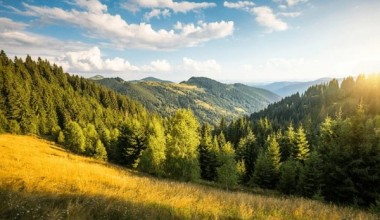 Яшил тикланиш етакчилари: 10 йилда ўрмон майдонини энг кўп оширган давлатлар